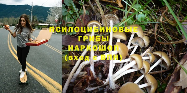сатива Аркадак